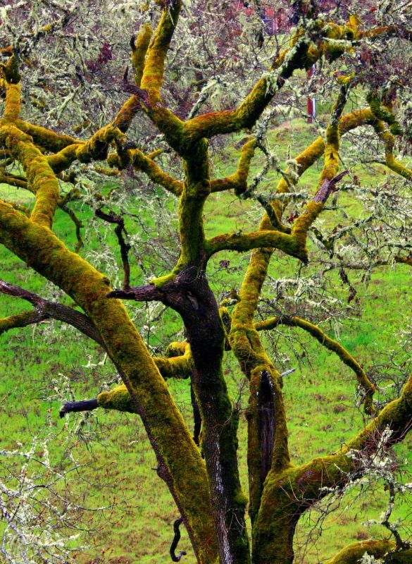 VanZandtVi-Spring-Green_Photo_14x11