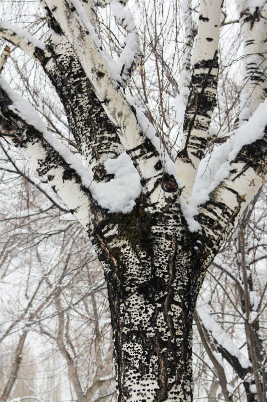 VanZandtVi-Winter-Tree_Photo_14x11