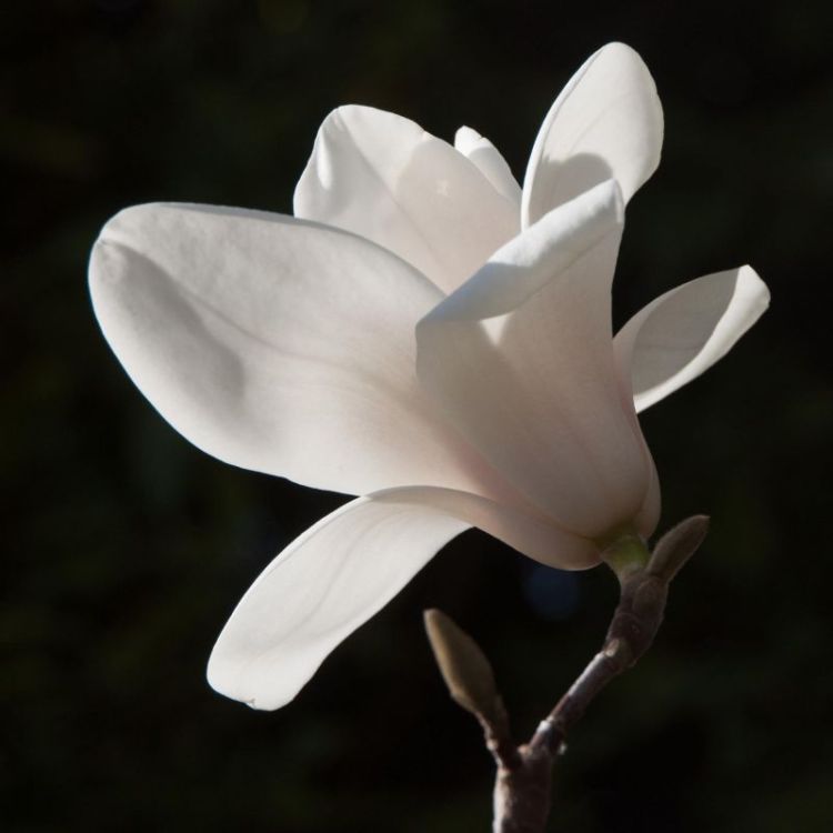 Paris-SeubertMi_Full-Bloom-Magnolia_Photo_17x17