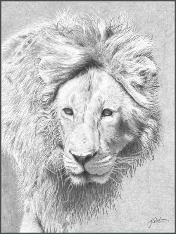 ArthurJen-Lion-on-the-Prowl_Pencil-21x21