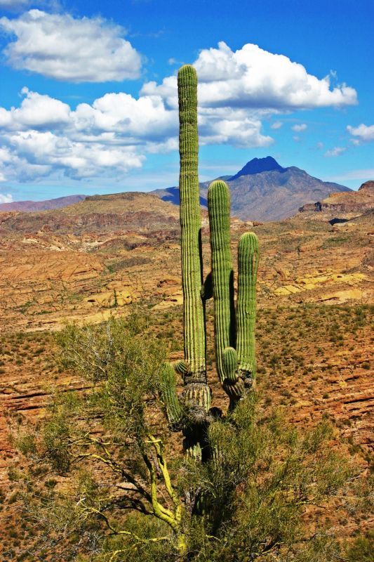 VanZandtVi-Superstition-Mountains_Pho21x27