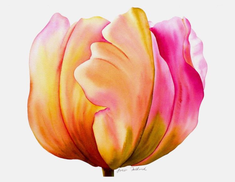 FalkardJa-Velvet-Tulip_WC_22x30