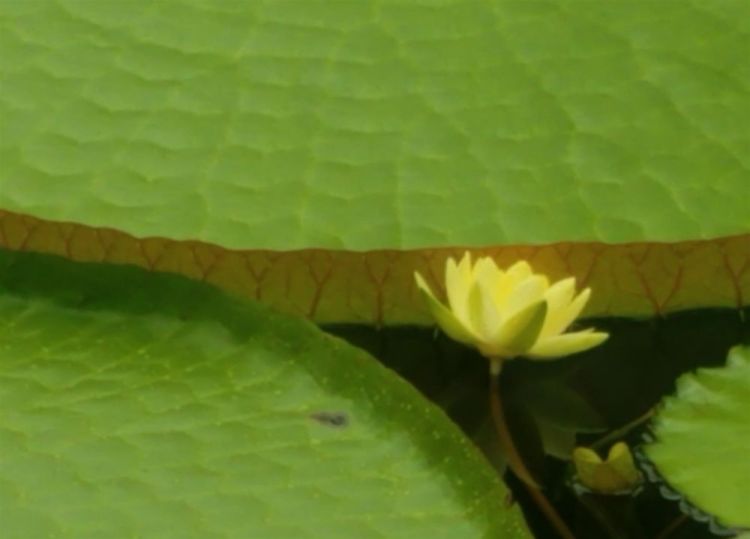 1_BeeKainIr-Conservatory-Lily_1