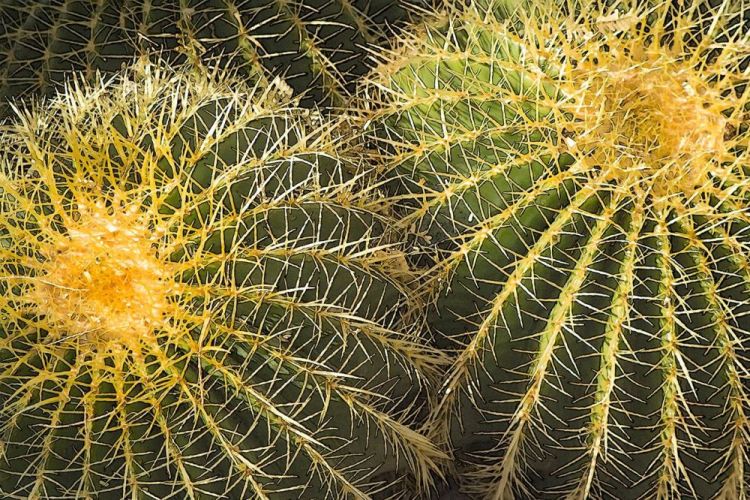 1_KayCh-Barrel-Cacti_1