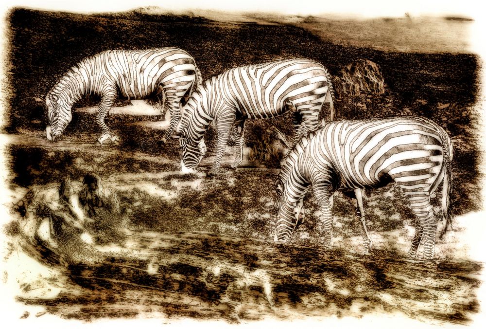 BorrelliPa-Tres-Zebra_Photo_16x24