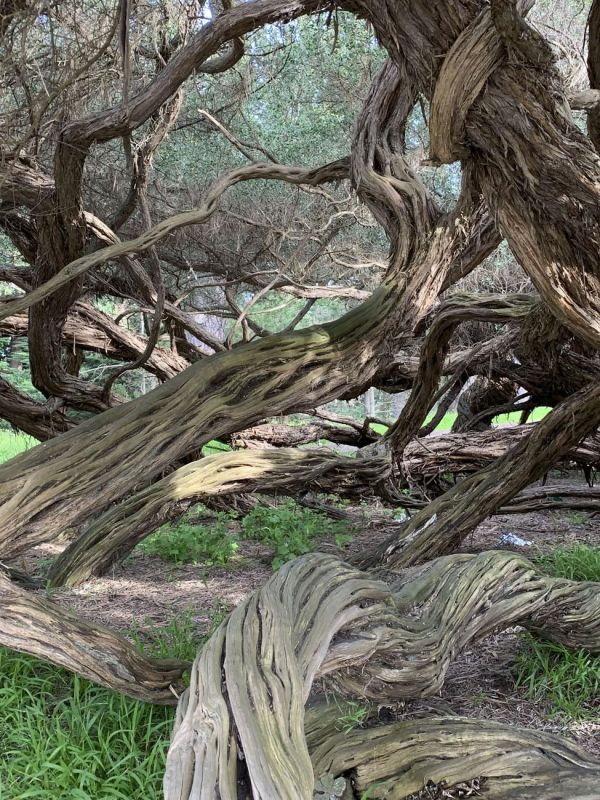 KayCh-Golden-Gate-Park-Twisted-Trees_Photo_12x16