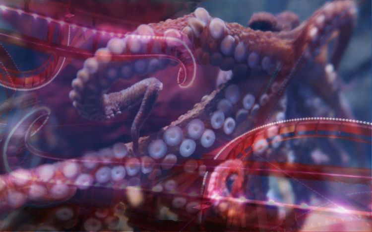 HoefgenJi-Octopus-Rollercoaster_PhotoArt_16x20