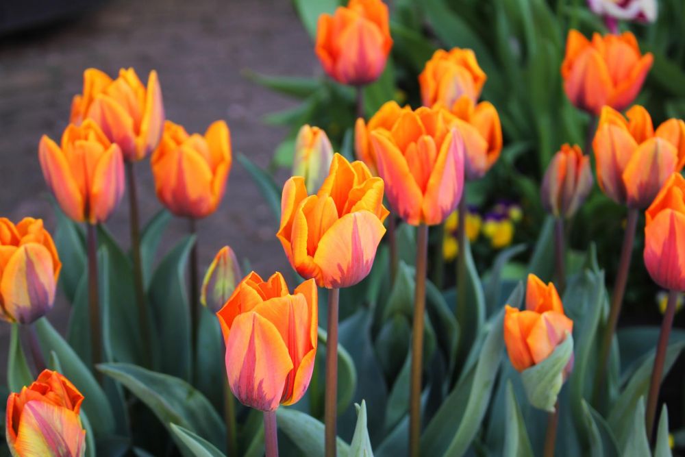 VanZandtVi-Orange-Tulips_pho-13.5x15
