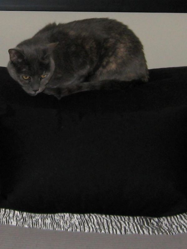 HollisLa-My-Cat_1