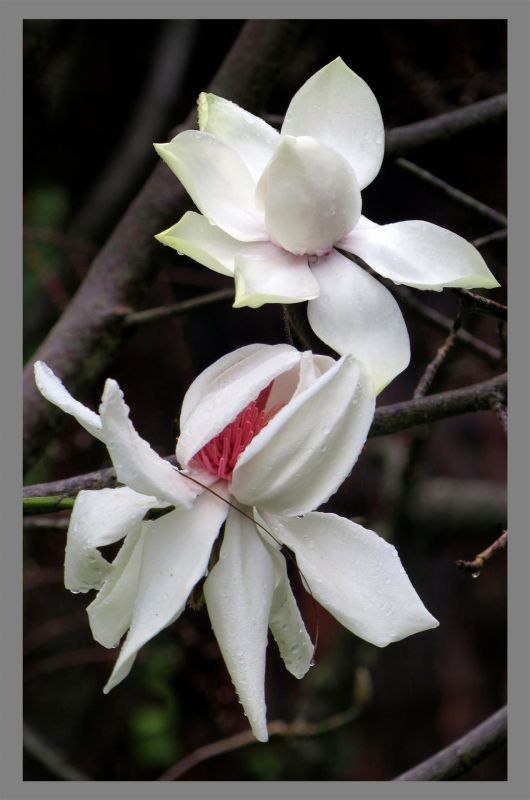 LandisBa-Magnolia-campbellii-Strybing-White_pho-21x14