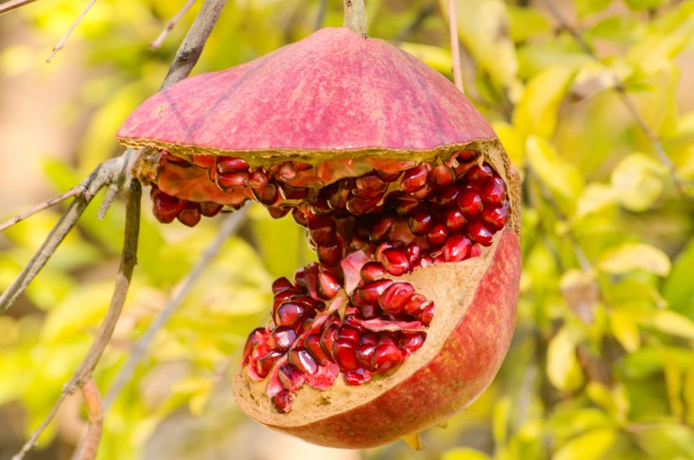 AllenLe-Pomegranate-seeds-098_Photo_15x10