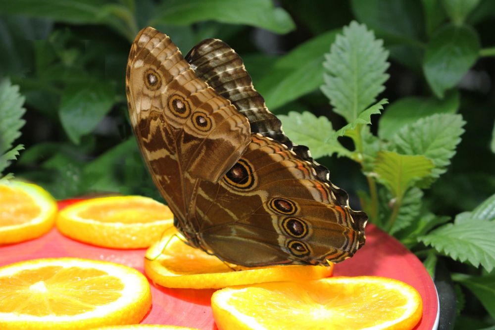VanZandtVi-Butterfly-Lunch_Photo_19x23