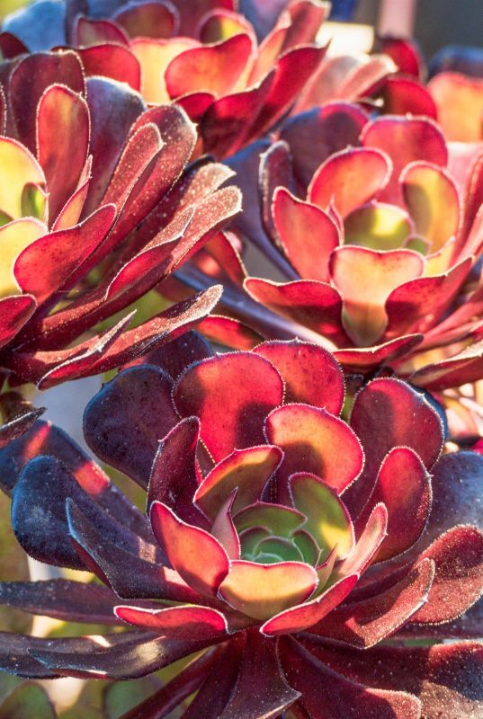 AllenLe-Pacific-coast-succulents-133_Photo_18x12