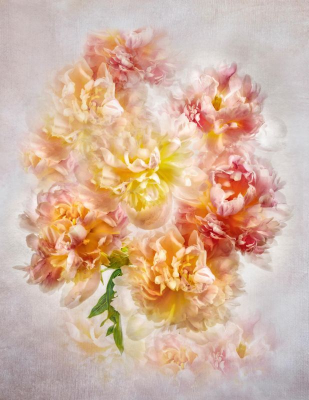 BorrelliPa-Peony-Bouquet_Photo_40x30