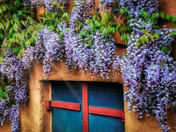 BorrelliPa-Wisteria-Canopy_Photo_18x24