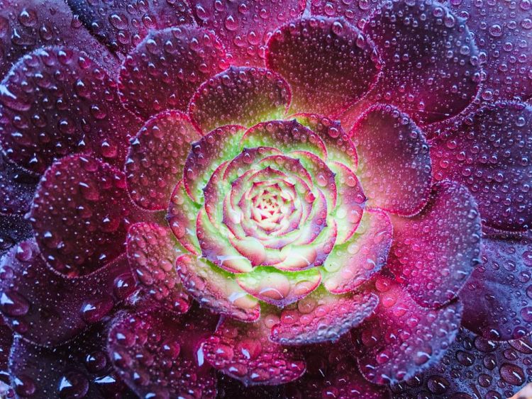 EverittAn-Morning-Succulent_Photo_9x12