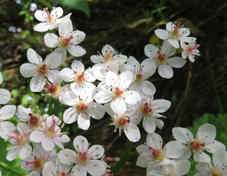 NusseyBr-Bounty-of-Blossoms_PhotoArt_16x20
