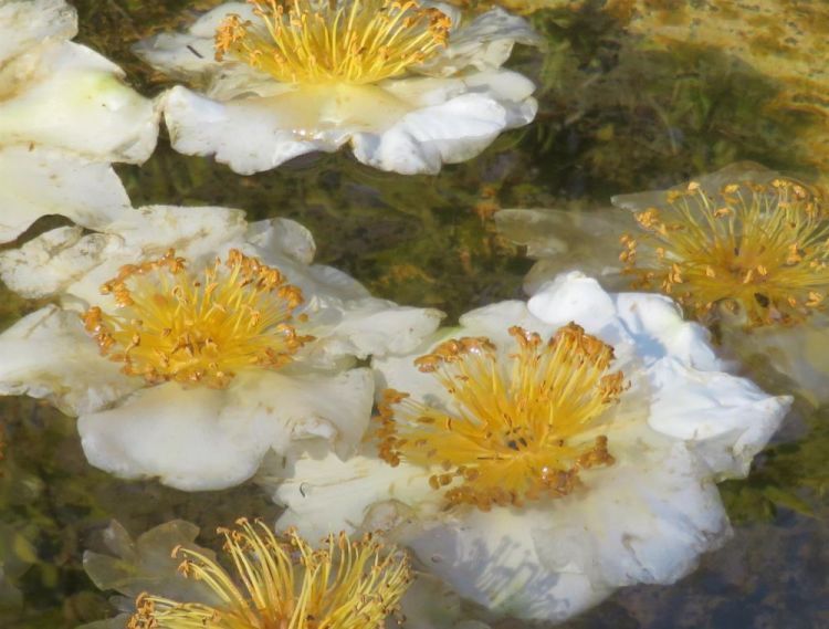 NusseyBr-Meditation-in-White-and-Yellow_PhotoArt_16x20