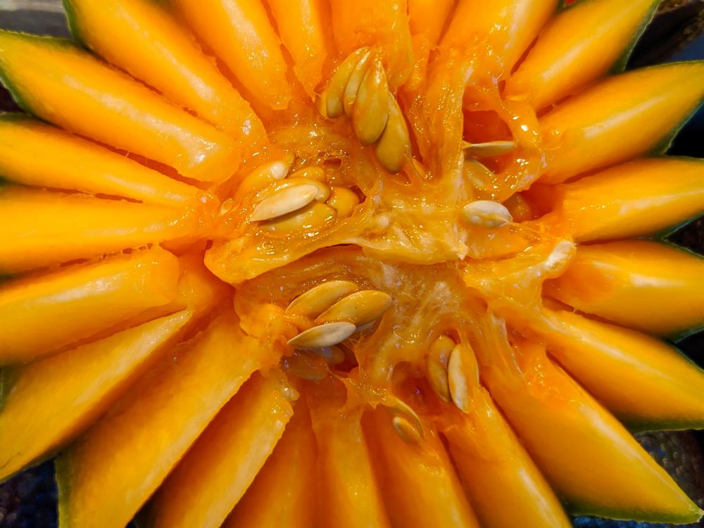 PittPa-Cantaloupe-Seeds_Photo_16x20