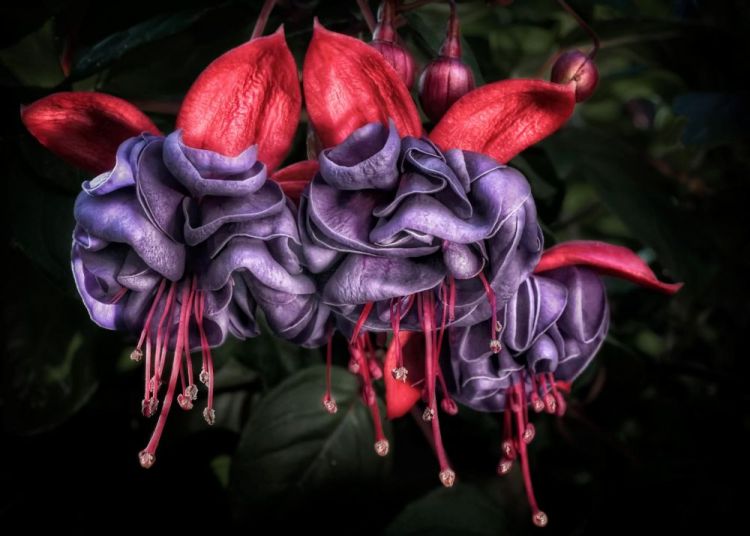 BorrelliPa-Dancing-Fuchsias_Photo_16x20