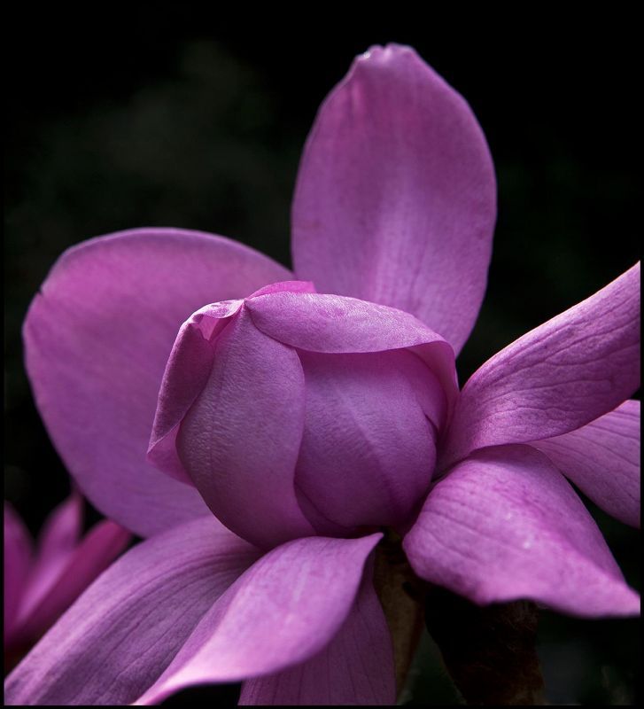 LandisBa-Magnolia-campbellii-cultivar_Photo_17.5x19