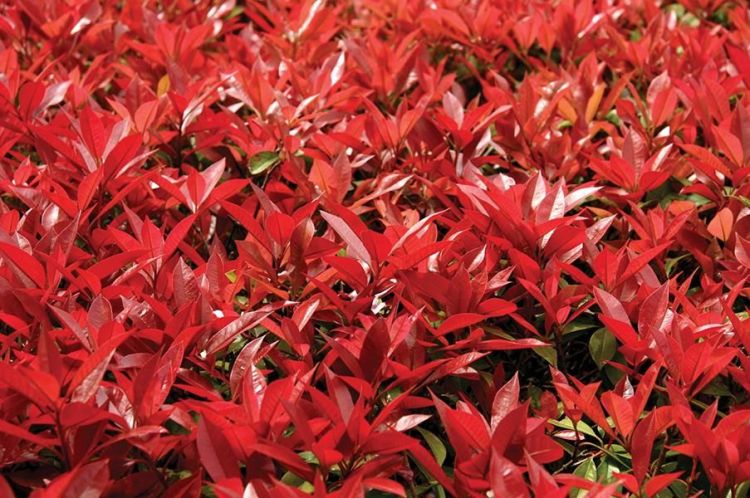 LandisBa-red-leaves_Photo_12x18