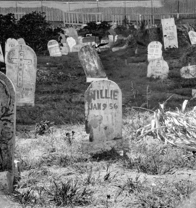 MeftahSa-Pet-Cemetery_1