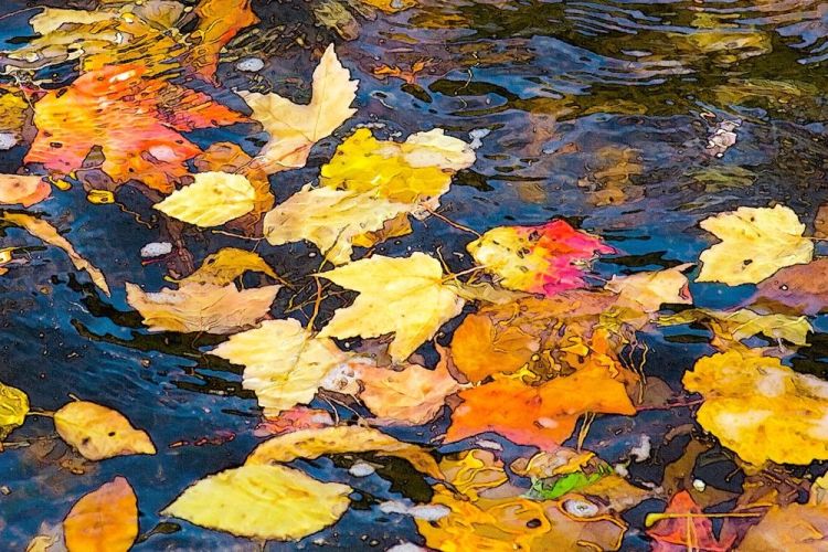 KayCh-Leaves-in-the-Stream_1