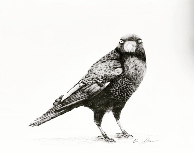 ReynaCh-Raven_PenInk_14x18