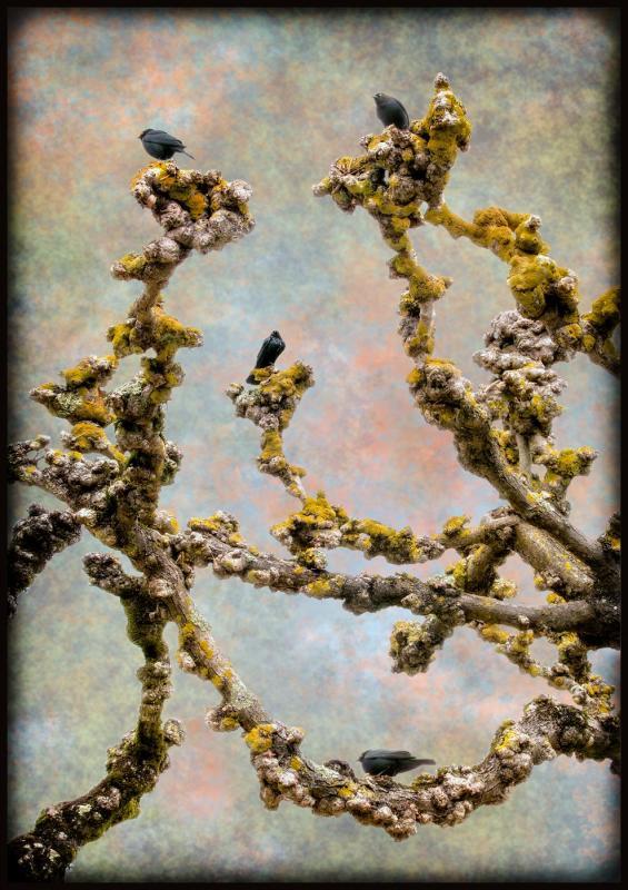 KaneSt-Brewers-Blackbirds-on-Pollarded-Tree_PhotoArt_PhotoArt_24x19