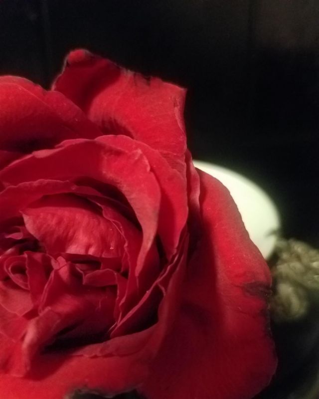 BeeKainIr-Red-Rose-Tea_1