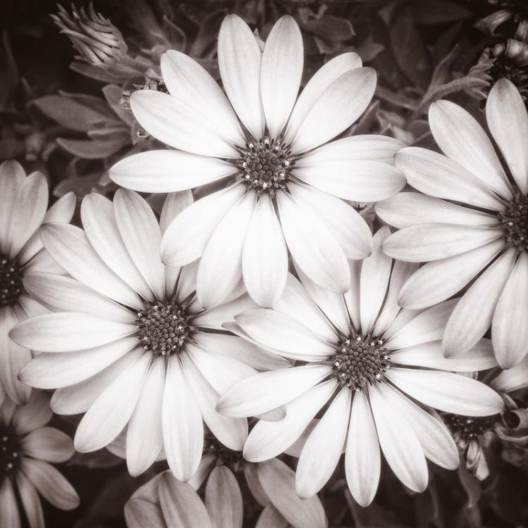 KaneSt-African-Daisies_1