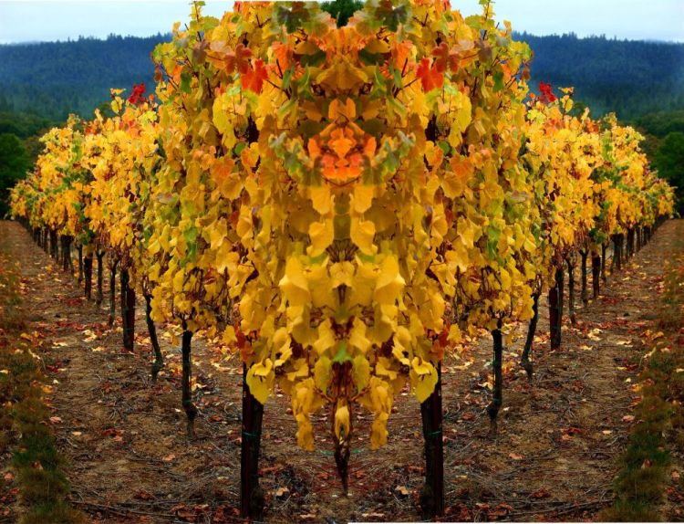 VanZandtVi-Lion-in-the-Vines_Photo_21x27