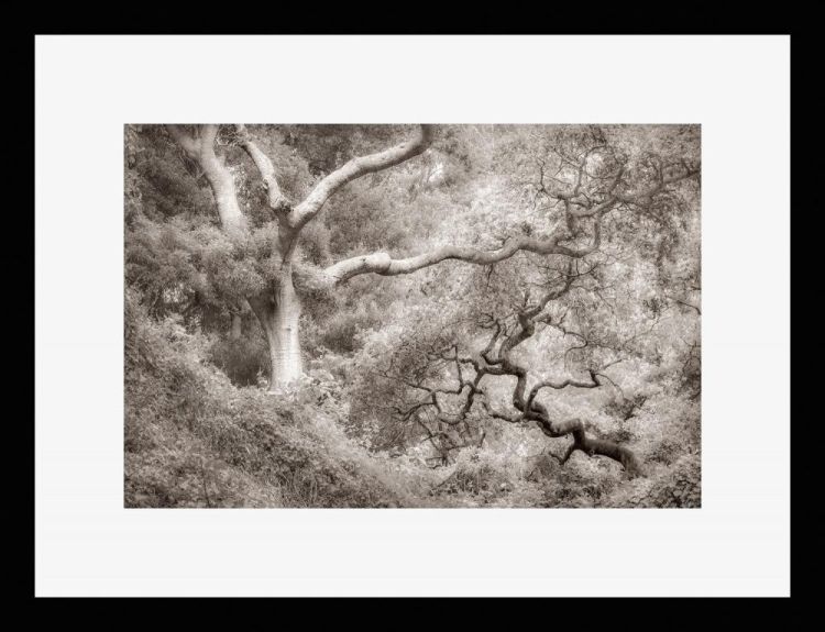 KaneSt-Yin-Yang-Oaks_1