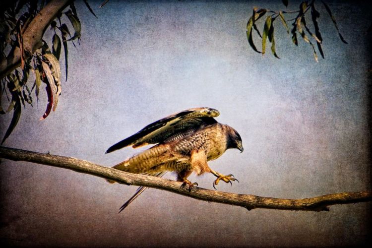 SmithDa-Red-Tail-in-the-Presidio_1