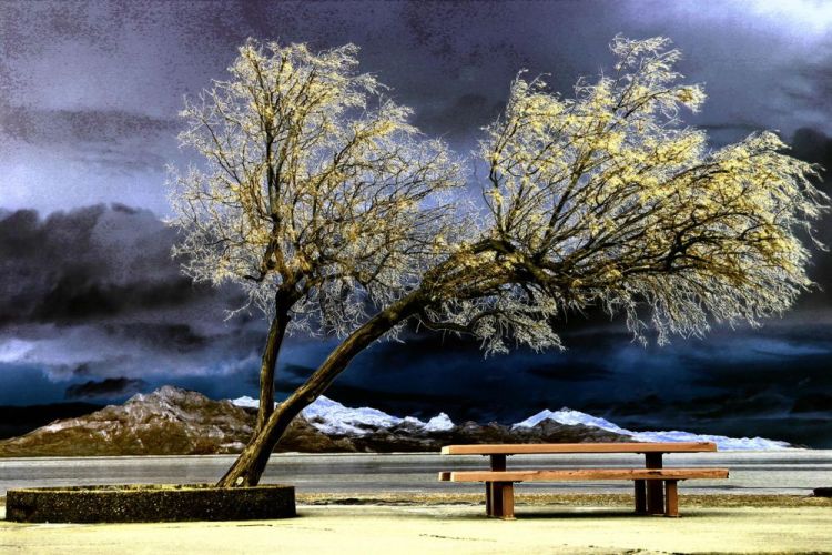 VanZandtVi-Tree-and-Bench-Winter_1