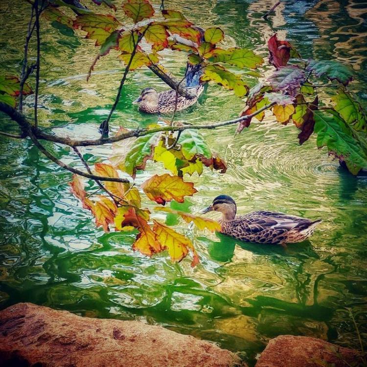 SobolHe-Autumnal-Mood-1-Stow-Lake_Photo_12x12