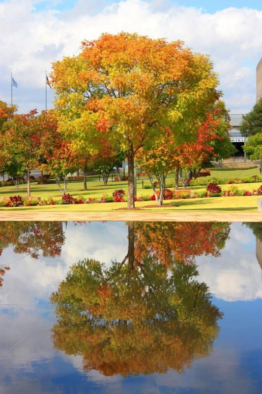 VanZandtVi-Survivor-Tree-Oklahoma-City_Photo_27x21