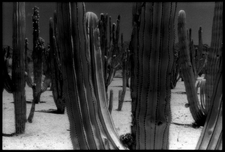 CainDe-Mexican-Cacti_Photo_18x22