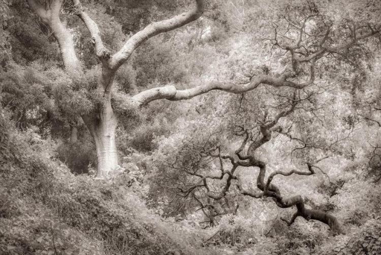 KaneSt-Yin-Yang-Oaks_Photo_14x18