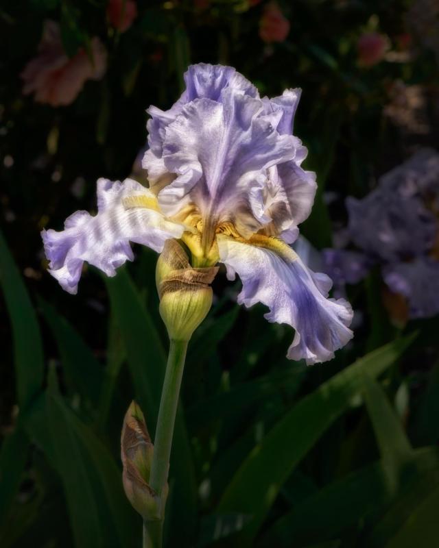 BorrelliPa-Iris_Photo_20x16