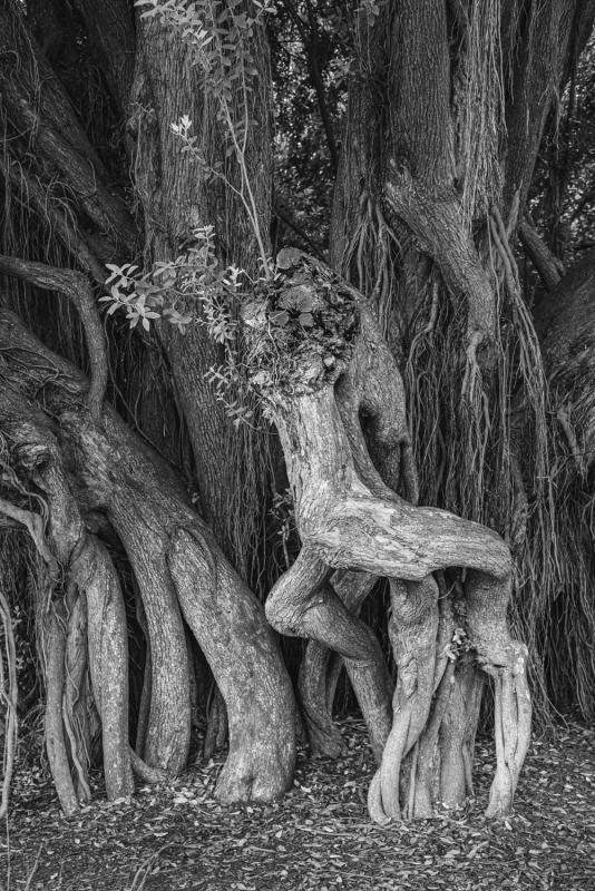ElyAl-Equine-Tree_Photo_20x16