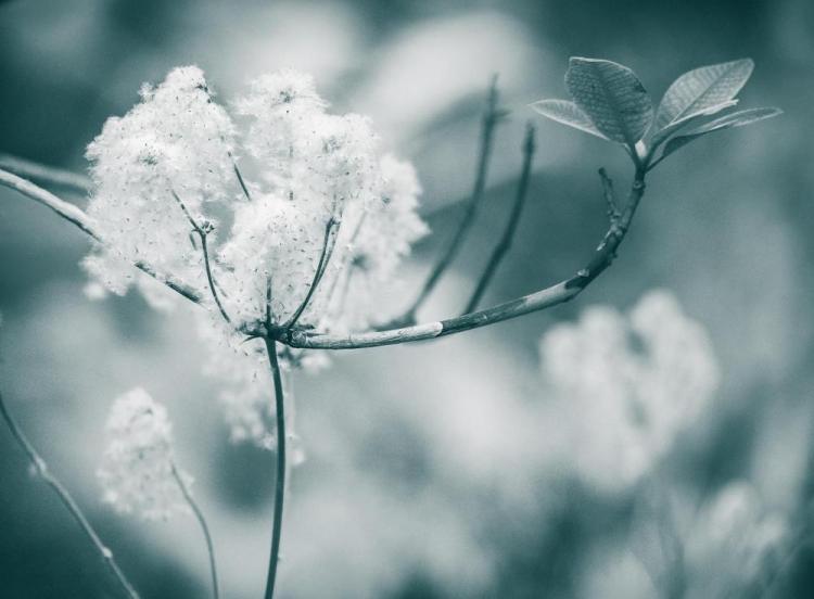 KaneSt-Japanese-Anemone-Seeding_Photo_18x22