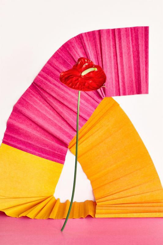 PfeifferDe-Still-Life-With-Anthurium-Flower-Paper_Photo_20x14