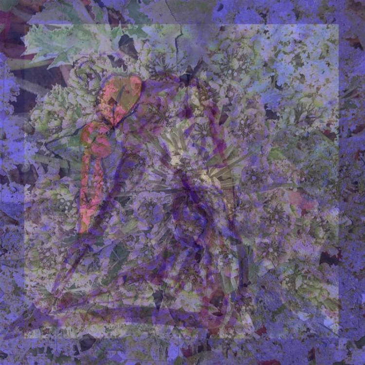 KirshenbaumSu-Botanical-Series-Bent-not-Broken_Collage_20x20