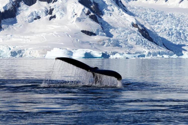 LeeCh-Whales-Tail-Antarctica_Photo_16x24