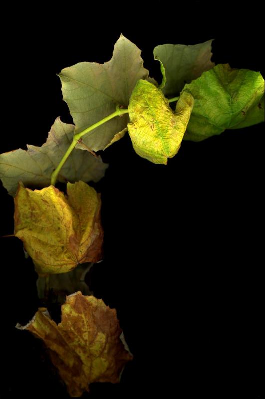 ShislerMa-Grape-Leaves_1
