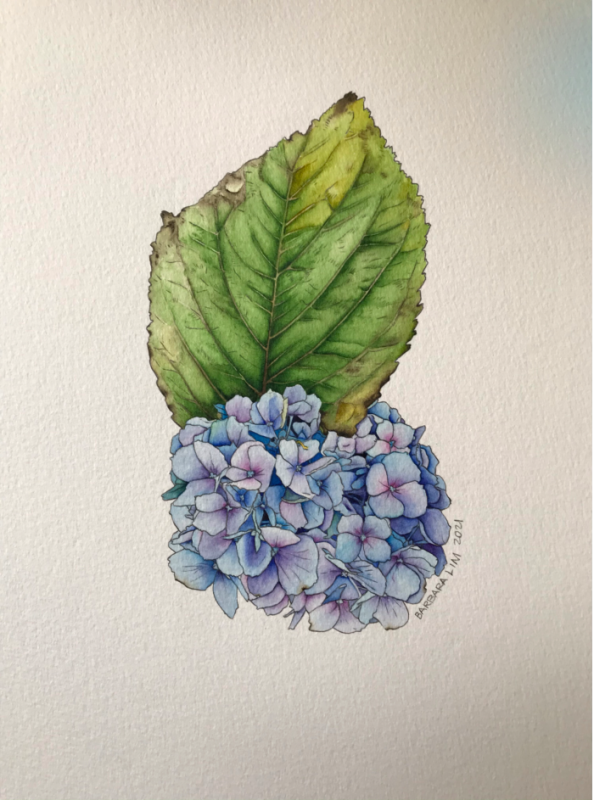 LimBa-Blue-Hydrangeas_1