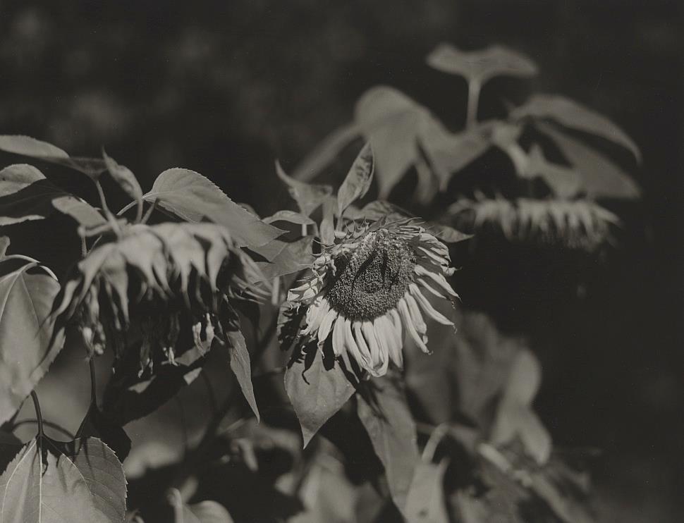 dellaGiordanoRo-Sunflower_1