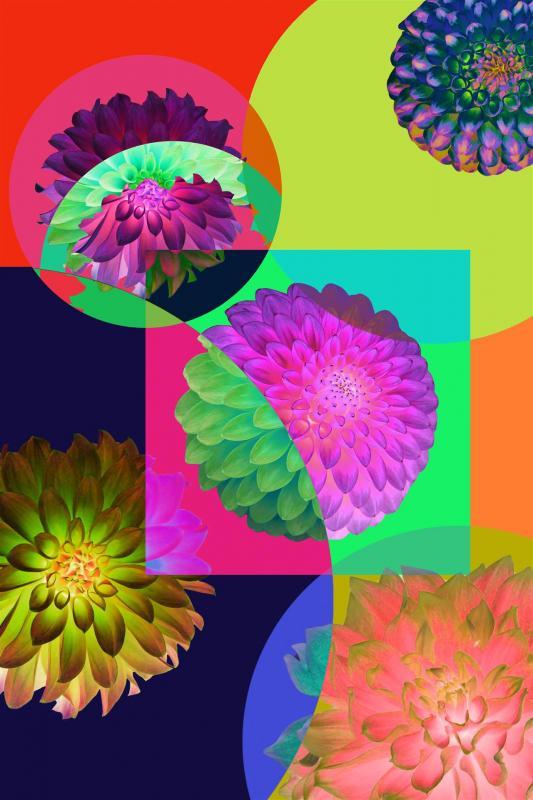 BarensNi-Dahlia-Cosmos-1_1